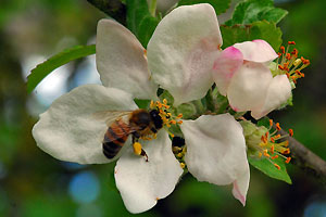 abeille1