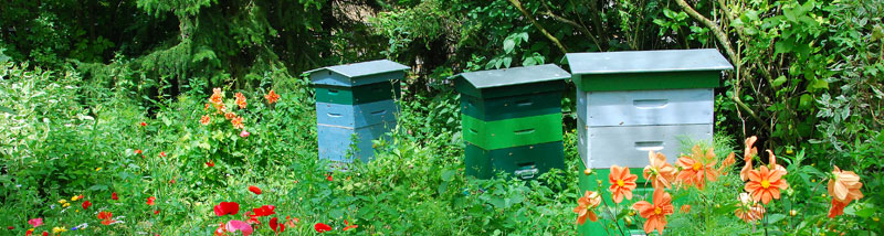 Installer une ruche dans sa cour, la solution pour sauver les