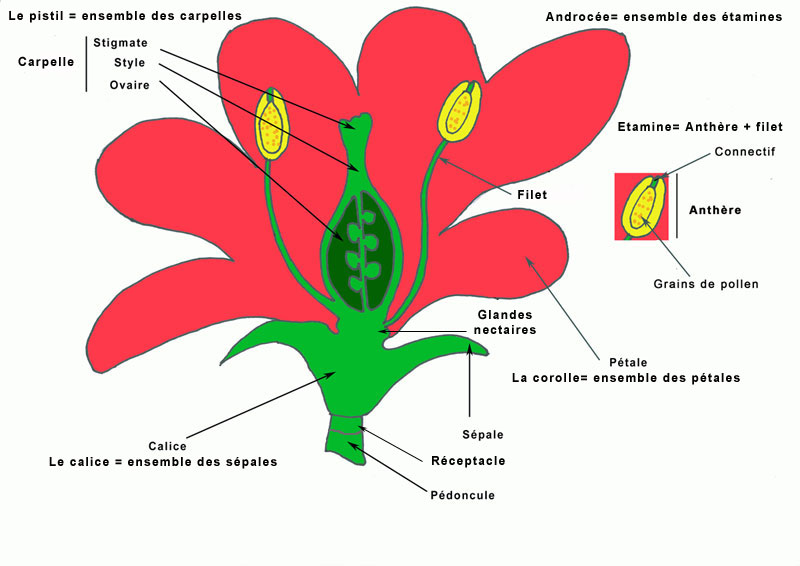 structure-fleur