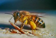 Apis_mellifera_adansonii