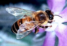 Apis_mellifera_ligustica