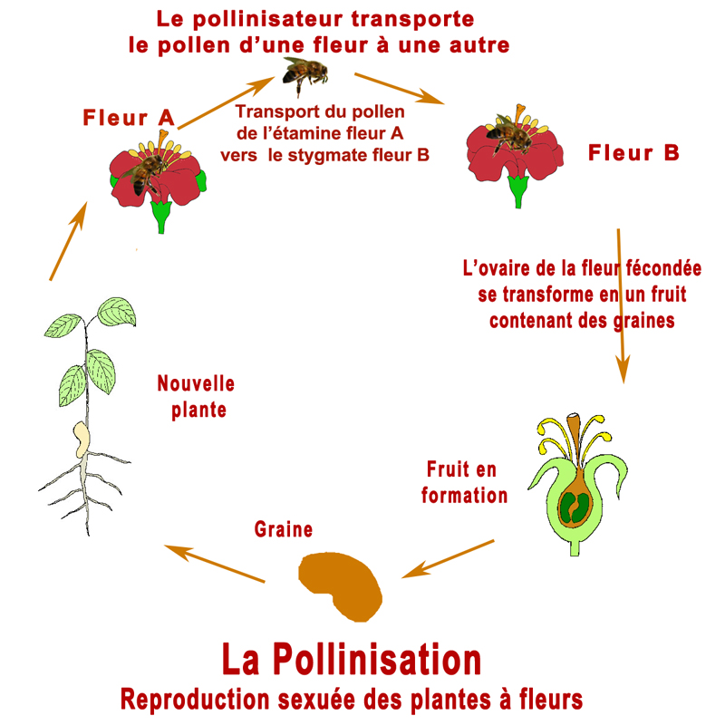 cercle-pollinisation