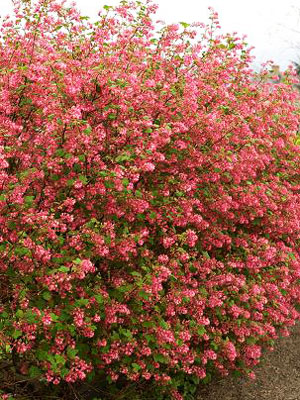 1ribes-sanguineum-groseillier-a-fleurs